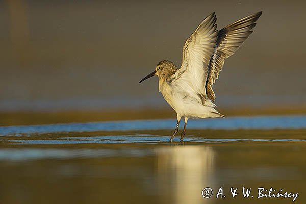 Biegus zmienny, Calidris alpina