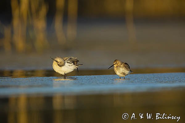 Biegus zmienny, Calidris alpina