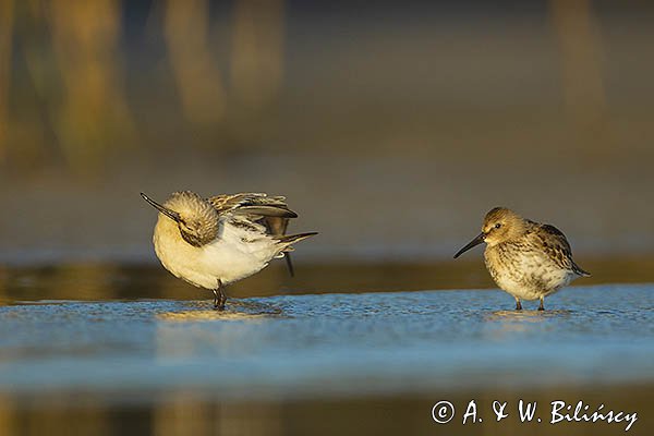 Biegus zmienny, Calidris alpina