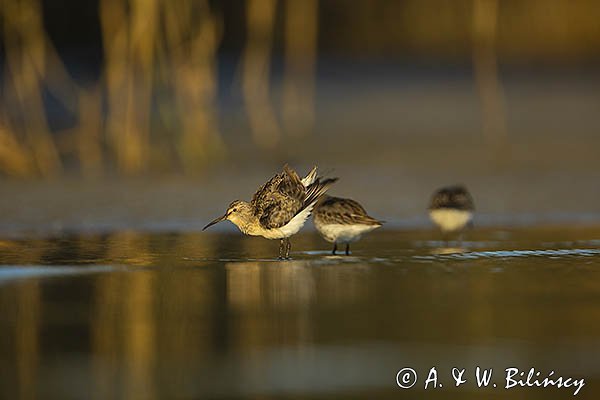 Biegus zmienny, Calidris alpina