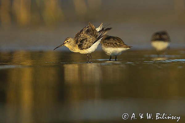 Biegus zmienny, Calidris alpina