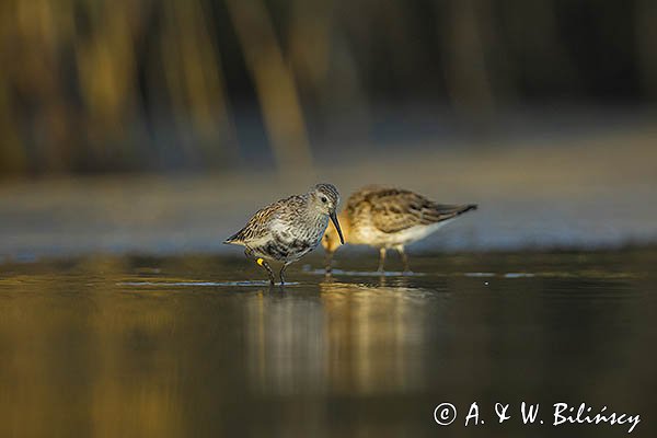 Biegus zmienny, Calidris alpina