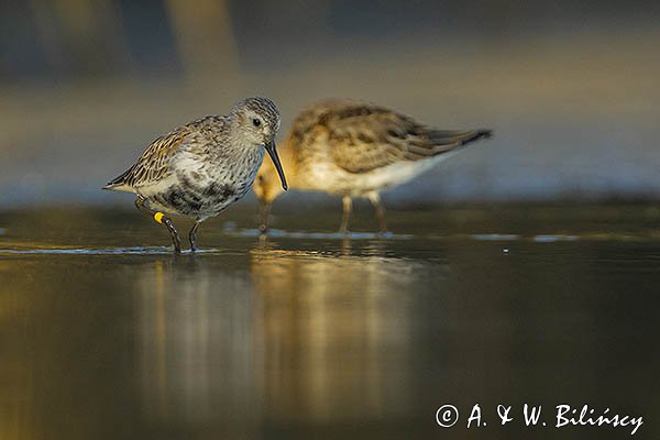 Biegus zmienny, Calidris alpina