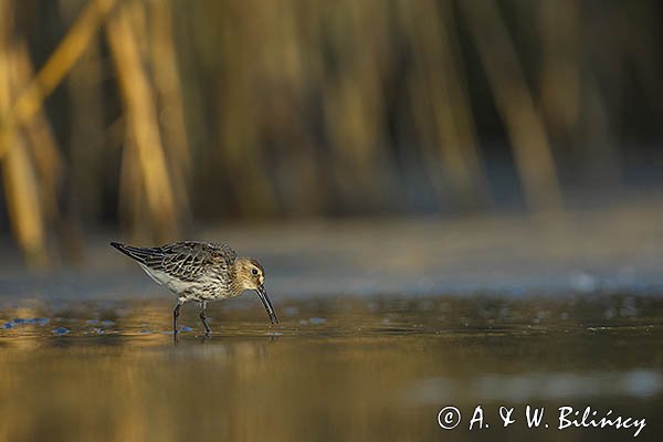 Biegus zmienny, Calidris alpina