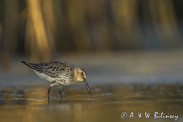 Biegus zmienny, Calidris alpina
