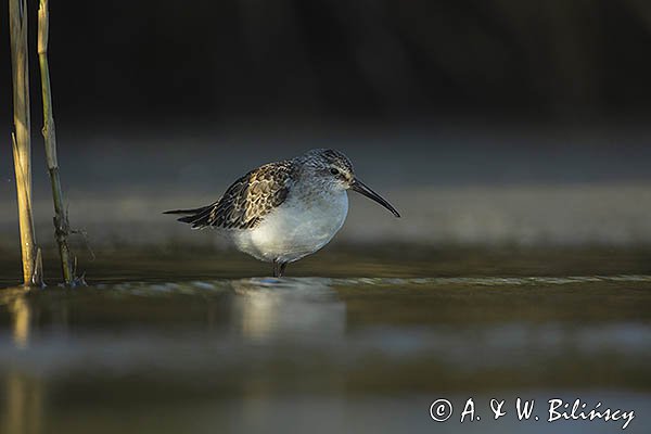 Biegus zmienny, Calidris alpina
