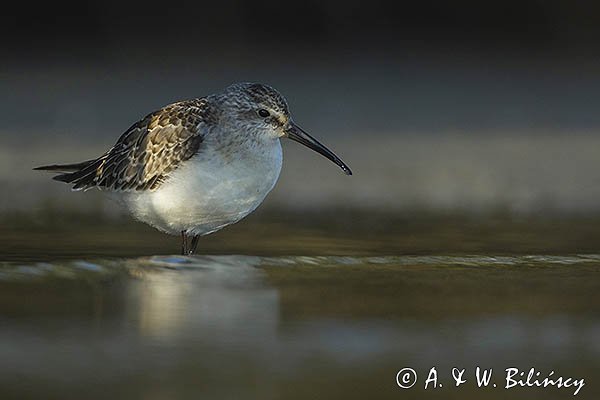 Biegus zmienny, Calidris alpina