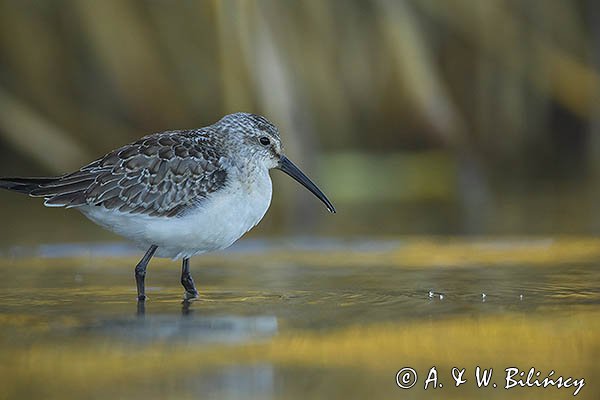 Biegus zmienny, Calidris alpina