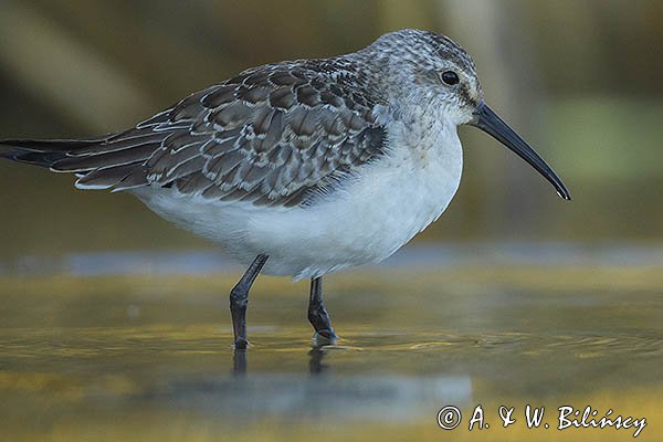 Biegus zmienny, Calidris alpina