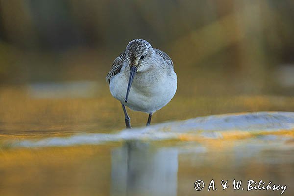 Biegus zmienny, Calidris alpina