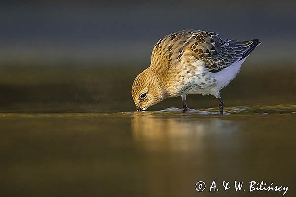 Biegus zmienny, Calidris alpina