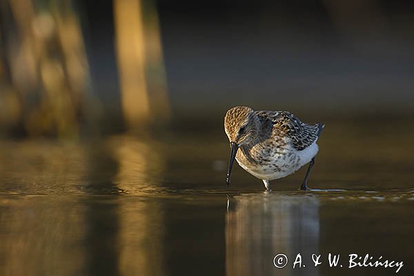 Biegus zmienny, Calidris alpina