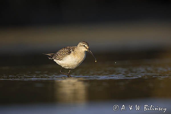 Biegus zmienny, Calidris alpina