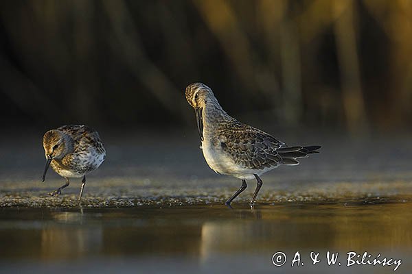 Biegus zmienny, Calidris alpina