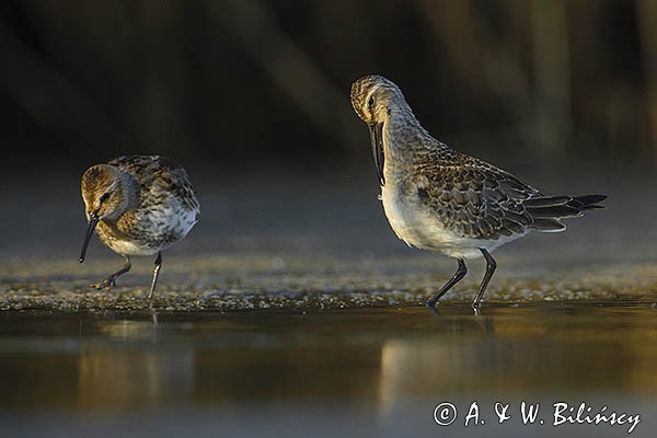 Biegus zmienny, Calidris alpina