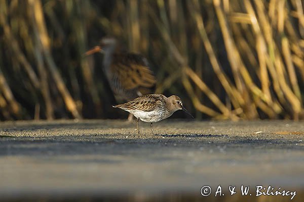 Biegus zmienny, Calidris alpina