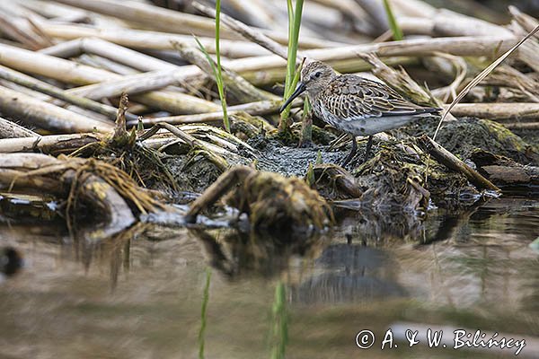 Biegus zmienny, Calidris alpina
