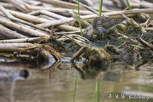 Biegus zmienny, Calidris alpina