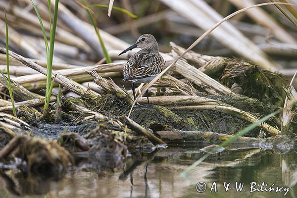 Biegus zmienny, Calidris alpina