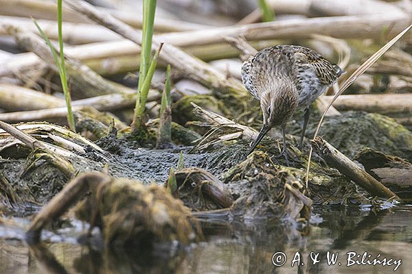 Biegus zmienny, Calidris alpina