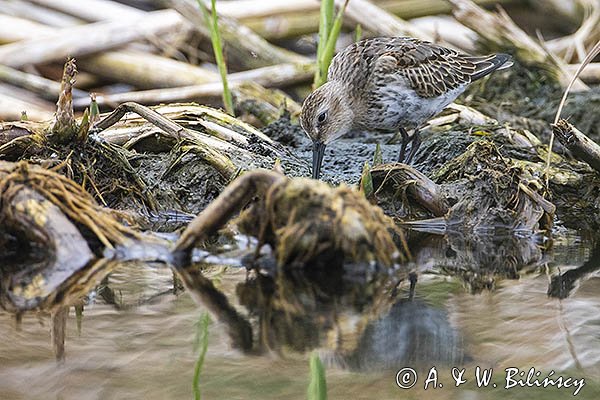 Biegus zmienny, Calidris alpina