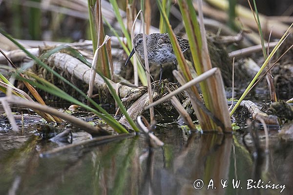 Biegus zmienny, Calidris alpina