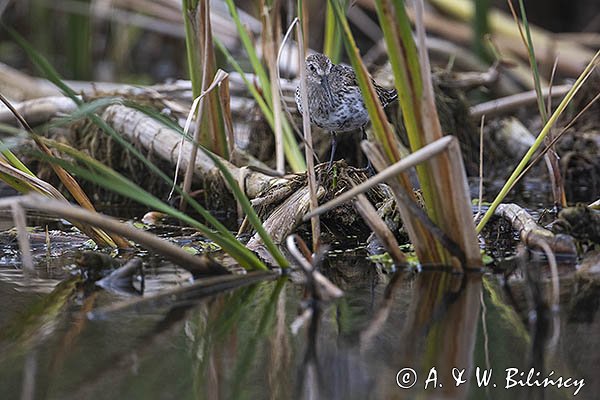 Biegus zmienny, Calidris alpina