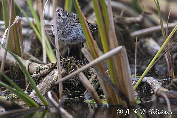 Biegus zmienny, Calidris alpina