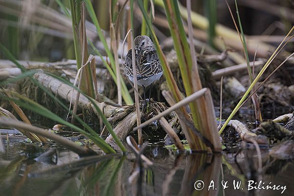 Biegus zmienny, Calidris alpina