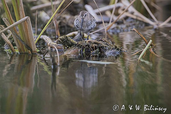 Biegus zmienny, Calidris alpina