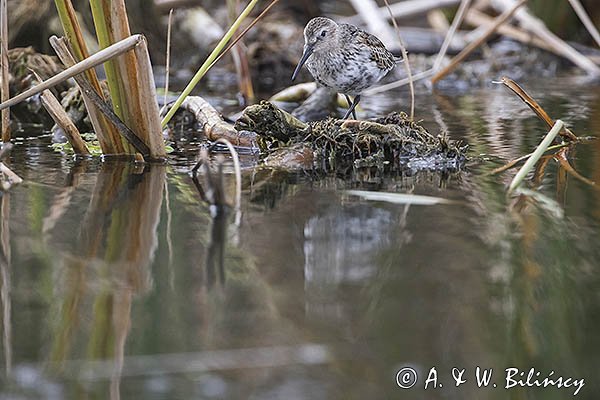 Biegus zmienny, Calidris alpina