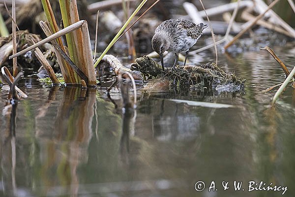 Biegus zmienny, Calidris alpina