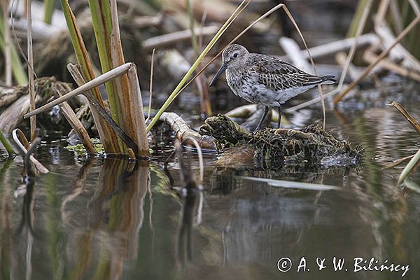 Biegus zmienny, Calidris alpina
