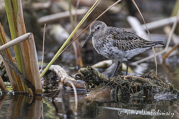 Biegus zmienny, Calidris alpina