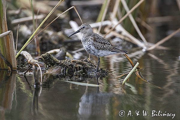 Biegus zmienny, Calidris alpina