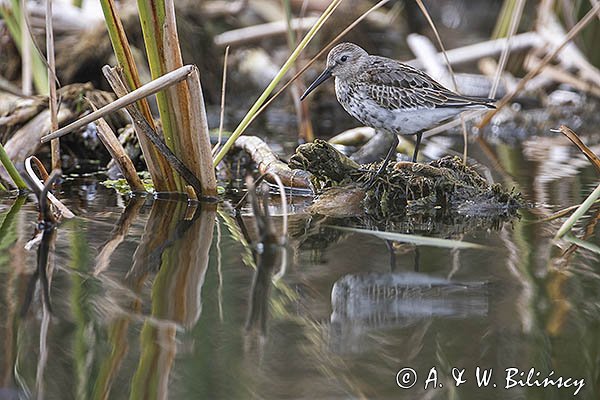 Biegus zmienny, Calidris alpina