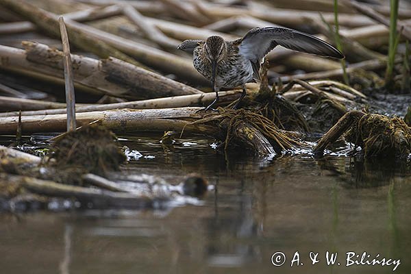 Biegus zmienny, Calidris alpina
