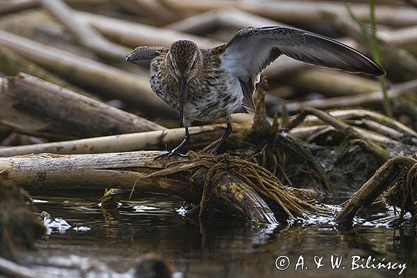 Biegus zmienny, Calidris alpina