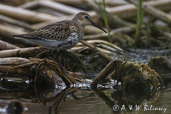 Biegus zmienny, Calidris alpina