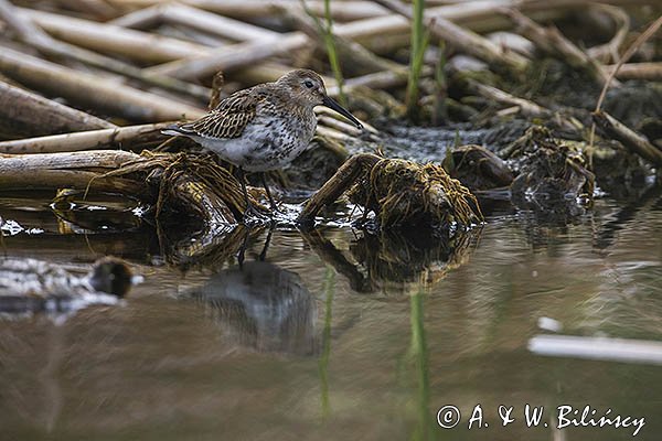 Biegus zmienny, Calidris alpina