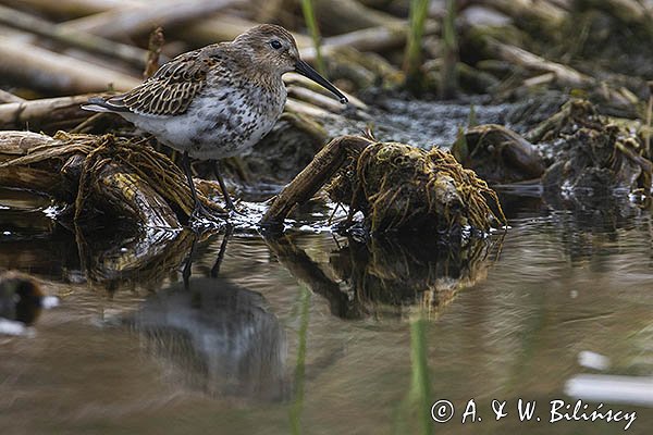 Biegus zmienny, Calidris alpina