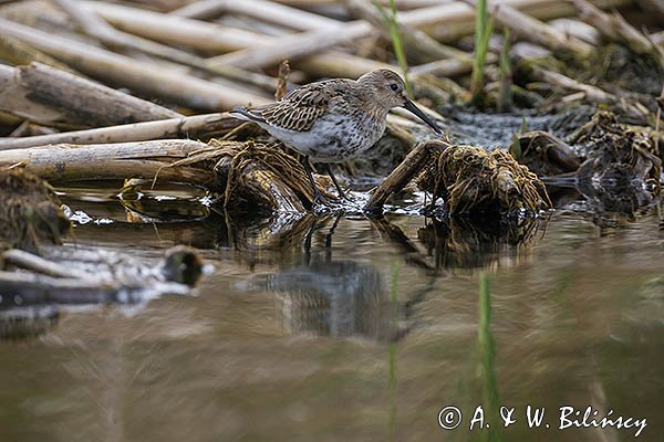 Biegus zmienny, Calidris alpina