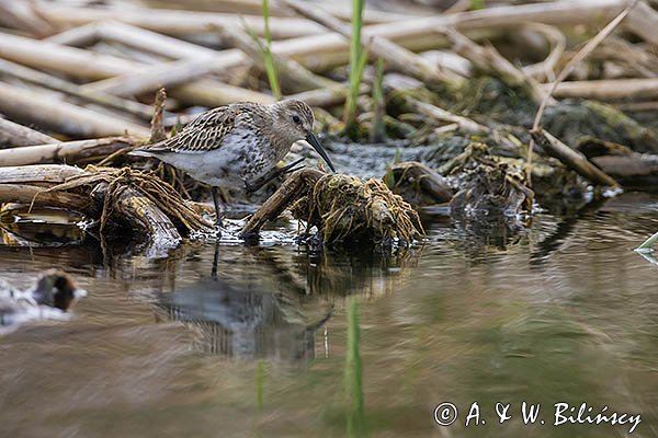 Biegus zmienny, Calidris alpina