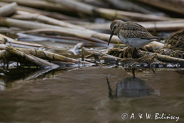 Biegus zmienny, Calidris alpina