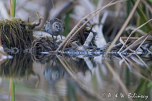 Biegus zmienny, Calidris alpina