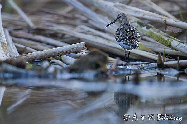 Biegus zmienny, Calidris alpina