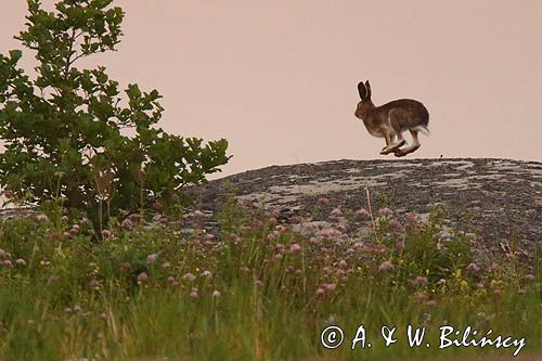 zając bielak, Lepus timidus