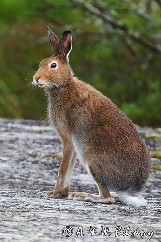 zając bielak, Lepus timidus