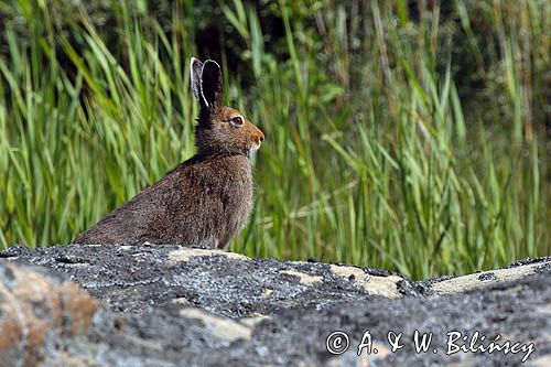 zając bielak, Lepus timidus