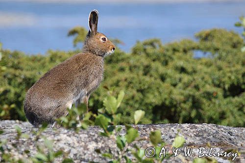 zając bielak, Lepus timidus